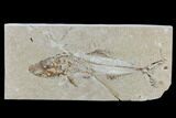 Cretaceous Fish (Spaniodon) With Pos/Neg - Lebanon #115746-4